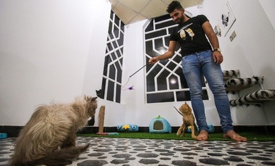 ぜいたくすぎ？ イラク初の猫専用ホテルがオープン