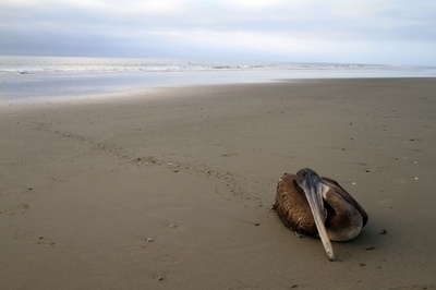 ペルー海岸の大量死、鳥類5000羽・イルカ900匹に