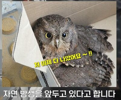 韓国・窓にぶつかって動けなくなった天然記念物…市民と警察、連携して救助