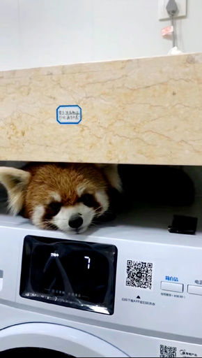 動物園から逃走したレッサーパンダ、学生寮で発見　中国雲南