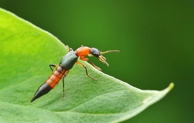「空飛ぶ硫酸」アオバアリガタハネカクシ 体に付いてもたたかない、つままない