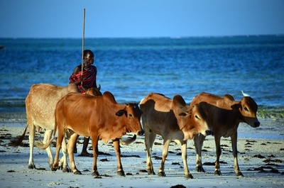 牛とニワトリが外交問題に、ケニアとタンザニア関係悪化