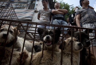中国「犬肉祭」、中国人女性が犬100匹を買い取り救出