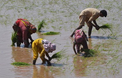 17歳の両手切断、地主を逮捕 パキスタン