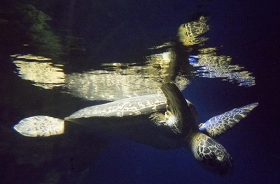 ウミガメの肉で食中毒か、子ども8人死亡 マダガスカル