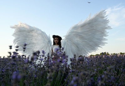 夕暮れのラベンダー畑、人気の撮影スポットに モルドバ