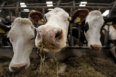 ドイツで牛乳の取引価格引き上げ求め、生産者がスト