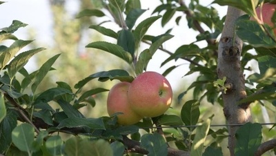 山西祁県：「小さなりんご」が「大きな産業」に成長する道