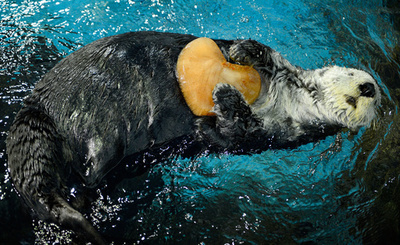 ラッコにバレンタインの贈り物、シーパラでイベント開催中