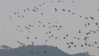 中国最大の淡水湖で渡り鳥が快適に越冬