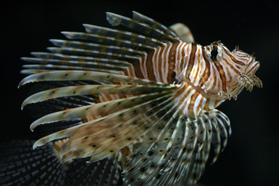 ブラジル沖で発見のミノカサゴ、カリブ海の外来種に由来か 研究