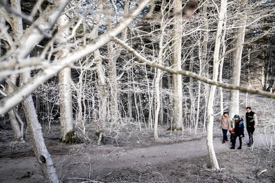 まるで雪景色…白亜に覆われたデンマークの森