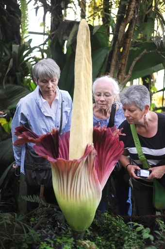 10年に一度咲く巨大な花、観賞に長蛇の列 仏ナント