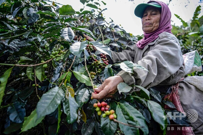 コーヒー種の60％が絶滅の危機、行動すべきは「今」