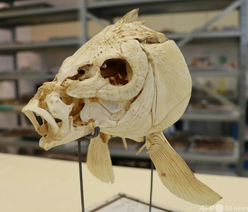 78万年前の人類、焼き魚食べていた イスラエル研究論文