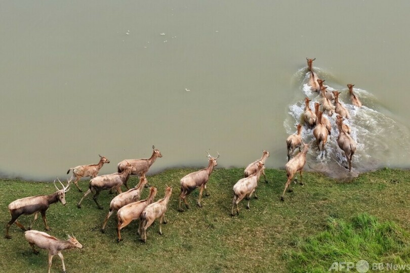 39頭から8500頭に 中国が世界最大のシフゾウ遺伝子バンクを再構築 