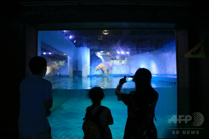 中国の「世界一悲しいホッキョクグマ」 各国で怒りの声続く