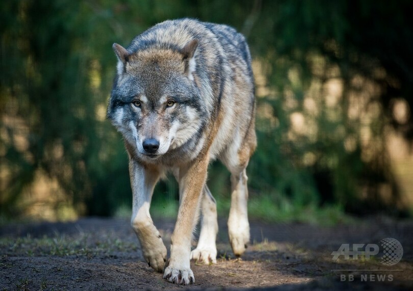ベルギー北部で野生のオオカミ目撃 1世紀以上ぶり 写真1枚 国際ニュース Afpbb News