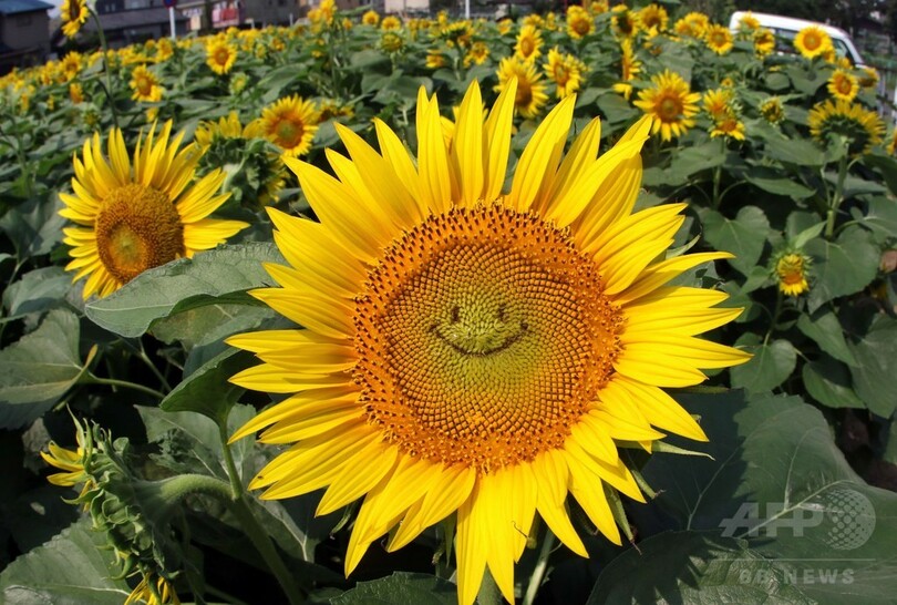 太陽浴びてにっこり 笑顔 のヒマワリ 東京 写真6枚 国際ニュース Afpbb News
