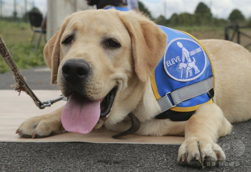 母犬の 愛のむち 受けた子犬 優れた盲導犬に育つ 米研究 写真1枚 国際ニュース Afpbb News