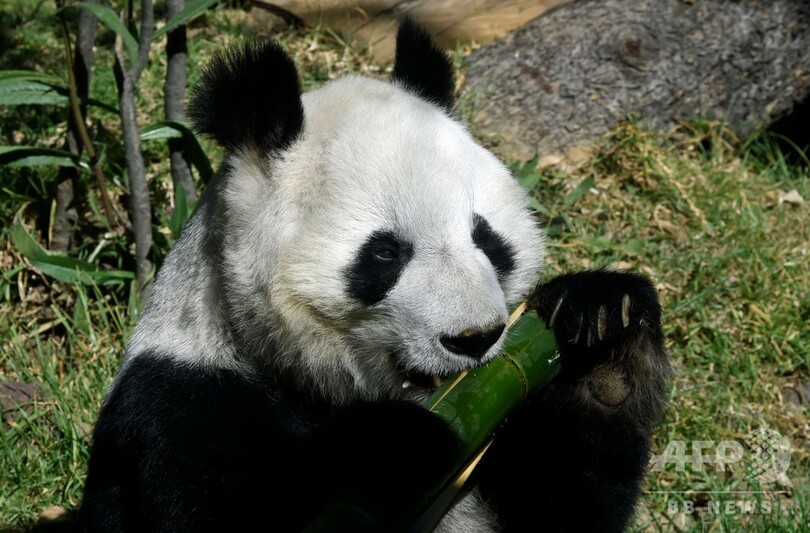 世界で2頭だけ 中国に所有権のないメキシコのパンダたち 写真枚 国際ニュース Afpbb News