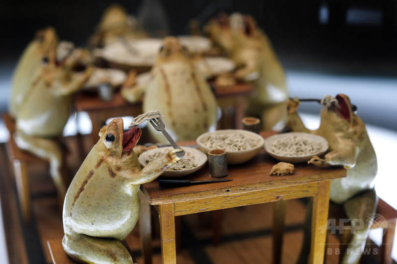 よく見るとかわいい カエルの剥製で人間の暮らしを再現する博物館 スイス 写真13枚 国際ニュース Afpbb News