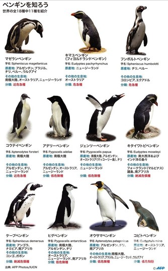 写真特集 世界のペンギン大集合 写真77枚 国際ニュース Afpbb News