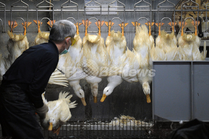 中国の鳥インフル、湖南省でも初の感染者 中国の鳥インフル、湖南省でも初の感染者