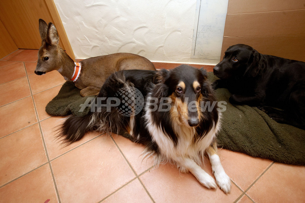 犬たちと一緒に暮らす子ジカのミア ドイツ 写真3枚 国際ニュース Afpbb News