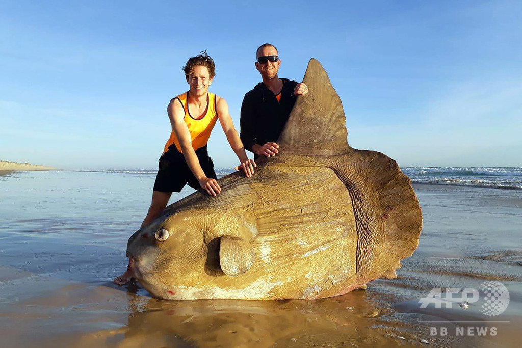 海岸にマンボウ打ち上げられる 豪サウスオーストラリア州 写真3枚 国際ニュース Afpbb News