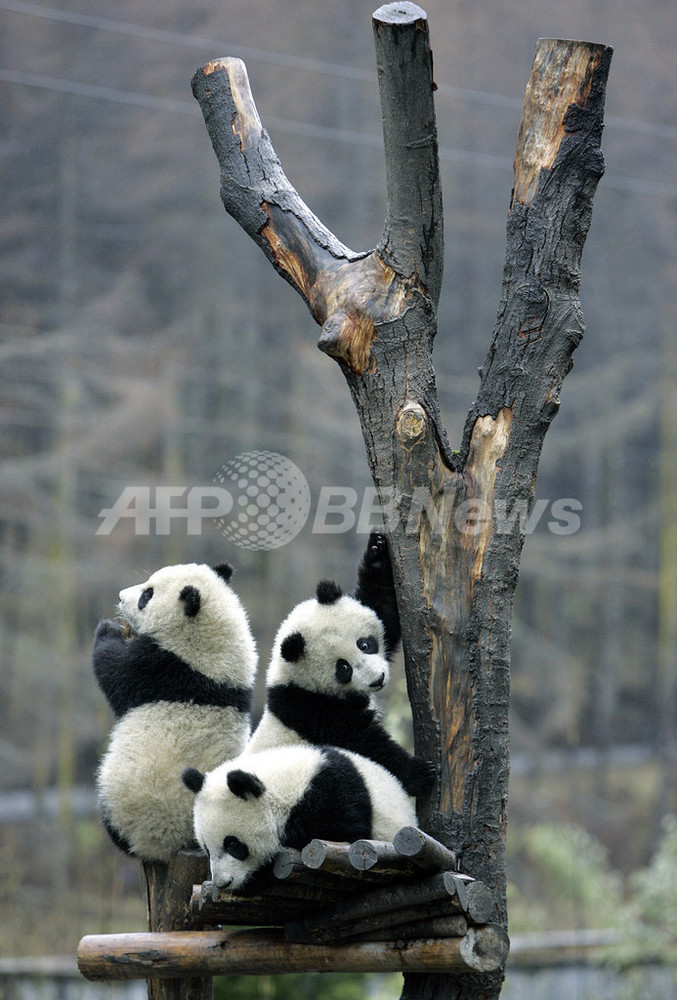中国・四川省南西部に世界最大のパンダ飼育センター建設へ 写真4枚 