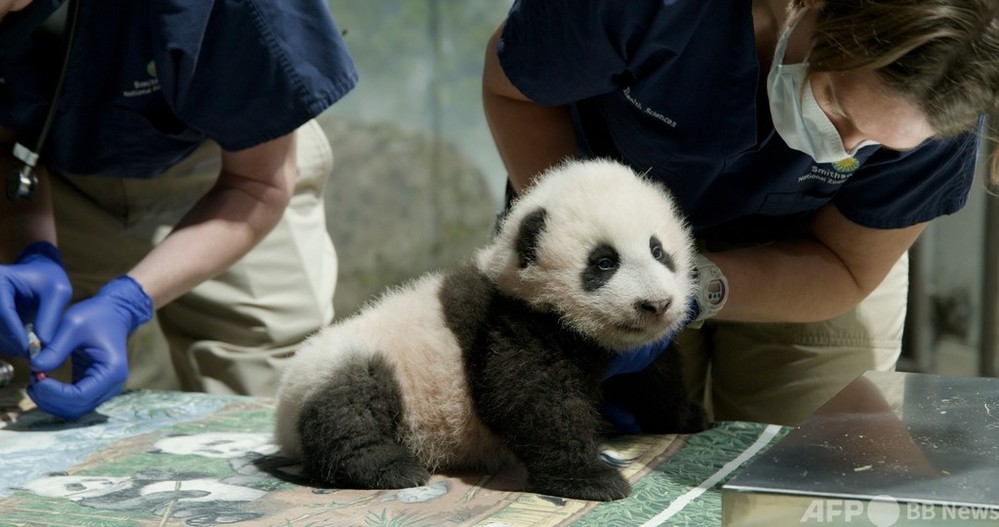 名前は シャオチージー 小奇跡 に決定 米国生まれのパンダ 写真1枚 国際ニュース Afpbb News