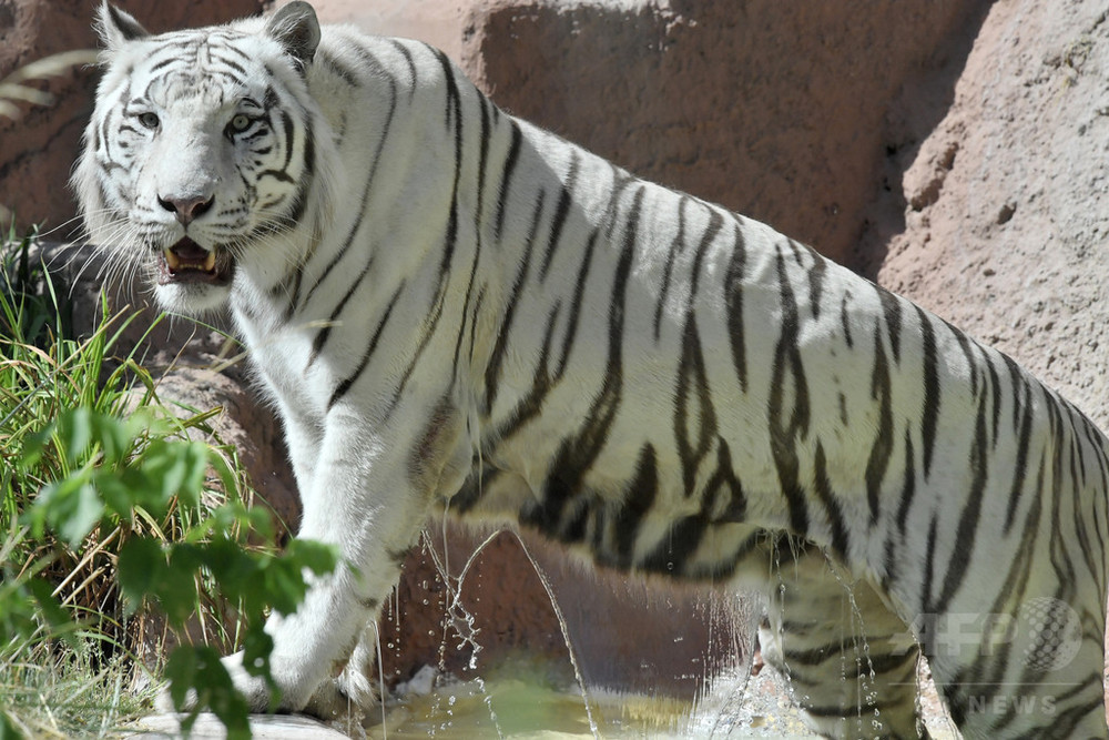 ホワイトタイガー2頭が飼育員かみ殺す インド国立公園 写真1枚 国際