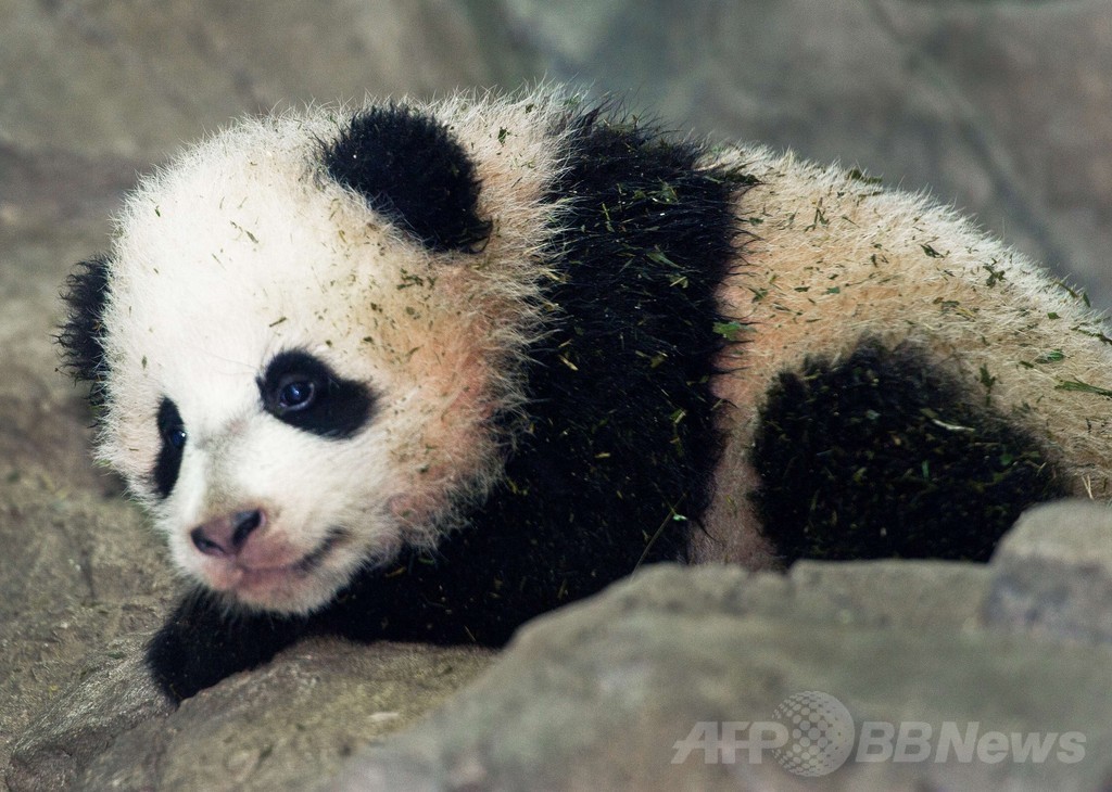 米首都で誕生のパンダ、メディア向けに初公開