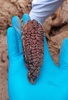 ペルーのチルカで発見された約800年前の副葬品のパープルコーン。ガス会社カリダ提供（2021年9月17日撮影）。(c)AFP PHOTO / CALIDDA / Jesus BAHAMONDE