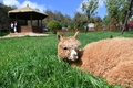キャンパス内に設けられた自然公園でくつろぐアルパカ（2017年10月25日撮影）(c)CNS/任東