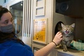 米首都ワシントンにある動物愛護団体「ヒューメイン・レスキュー・アライアンス（HRA）」の保護施設で世話される猫（2021年10月15日撮影）。(c)Bastien INZAURRALDE / AFP