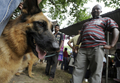 スリランカのコロンボ（Colombo）で恒例の「オールブリード・チャンピオンシップ・ドッグショー（All Breed Championship Dog Show）」が開催され、22犬種155匹の犬たちが参加した（2009年8月16日撮影）。(c)AFP/Ishara S. KODIKARA