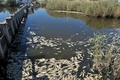 ギリシャ北東部ロドピ（Rhodope）県コモティニ（Komotini）近くのイスマリーダ（Ismarida）湖に浮かぶ大量の魚の死骸（2013年9月5日撮影）。(c)AFP/SAKIS MITROLIDIS
