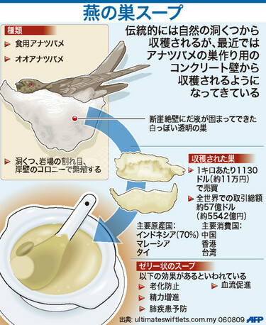 図解】燕の巣スープ 写真1枚 国際ニュース：AFPBB News