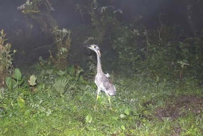 世界にわずか1000羽しかいない「最も神秘的な鳥」と出会う=中国哀牢山