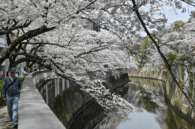 Cherry blossoms over Kanda river in Tokyo