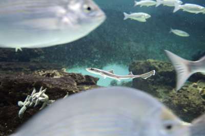 ホシザメの赤ちゃん25匹誕生、仏水族館