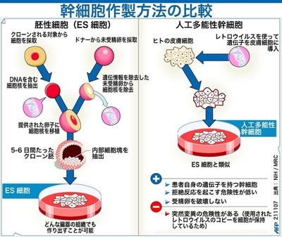 【図解】ES細胞と人工多能性幹細胞の作製過程の比較