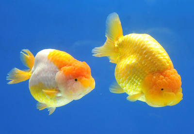 世界の観賞魚を紹介、台湾で展示会