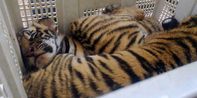 ベトナムでトラの子4頭、センザンコウ100匹超を押収 密輸の疑い