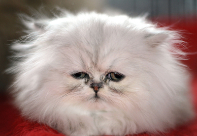 ドイツ南部でペット展示会