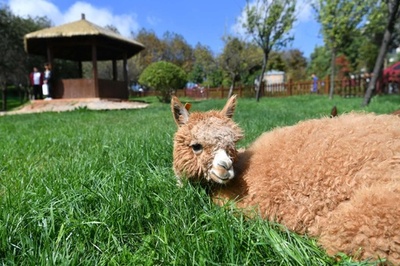 大学飼育のアルパカ 何度も「脱走」しキャンパス散歩　中国・昆明