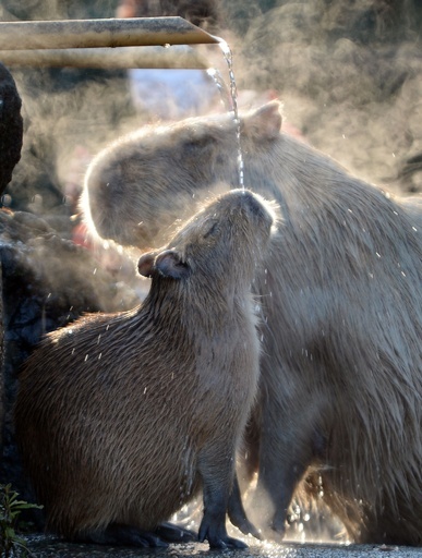 温泉たのしむカピバラたち