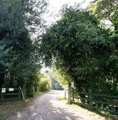 トネリコ枯死させる菌が英国で拡大、既に10万本死滅